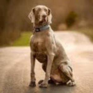 Meet your Posher, Mia